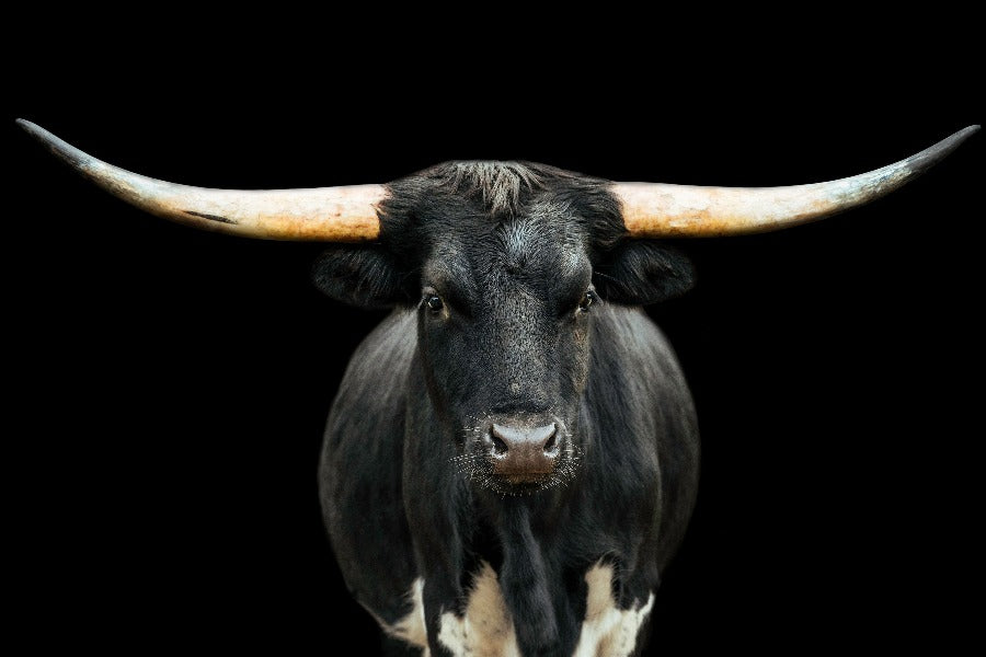 Black and White Longhorn